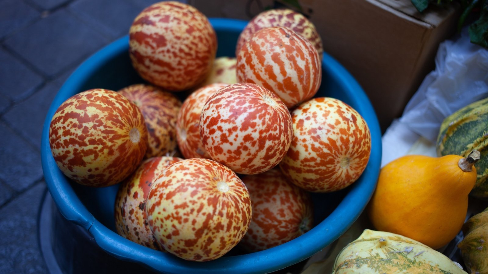 Tiny, round, striped melons featuring pale yellow skin with contrasting brown spots and stripes are piled into a plastic bowl, showcasing their small size and decorative pattern.