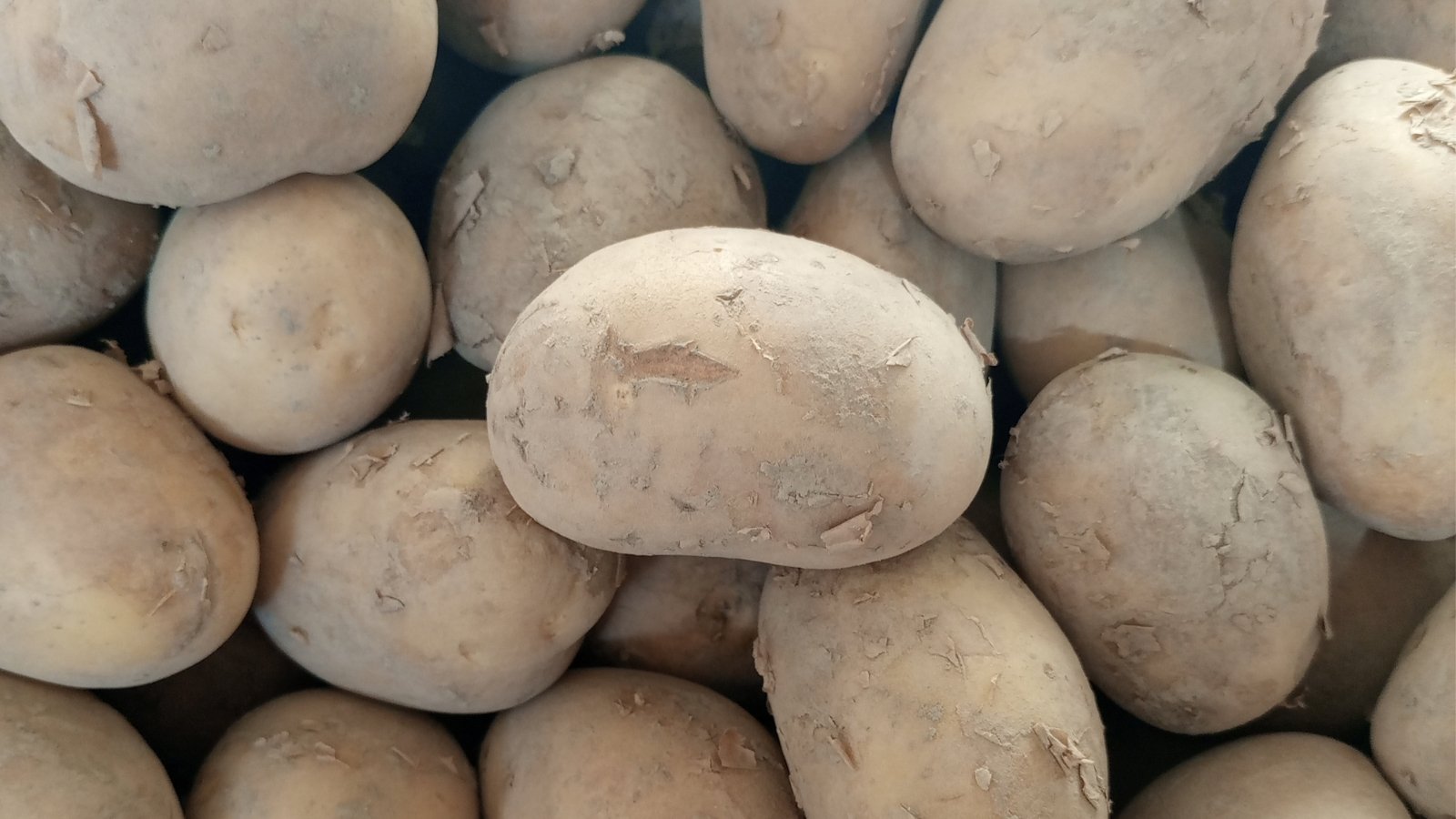 A bunch of Rooster potatoes, their skins boasting a subtle shade of pale brown, hinting at earthy flavors. These spuds, with their delicate hue, promise a rich, creamy texture once cooked to perfection in a savory dish.
