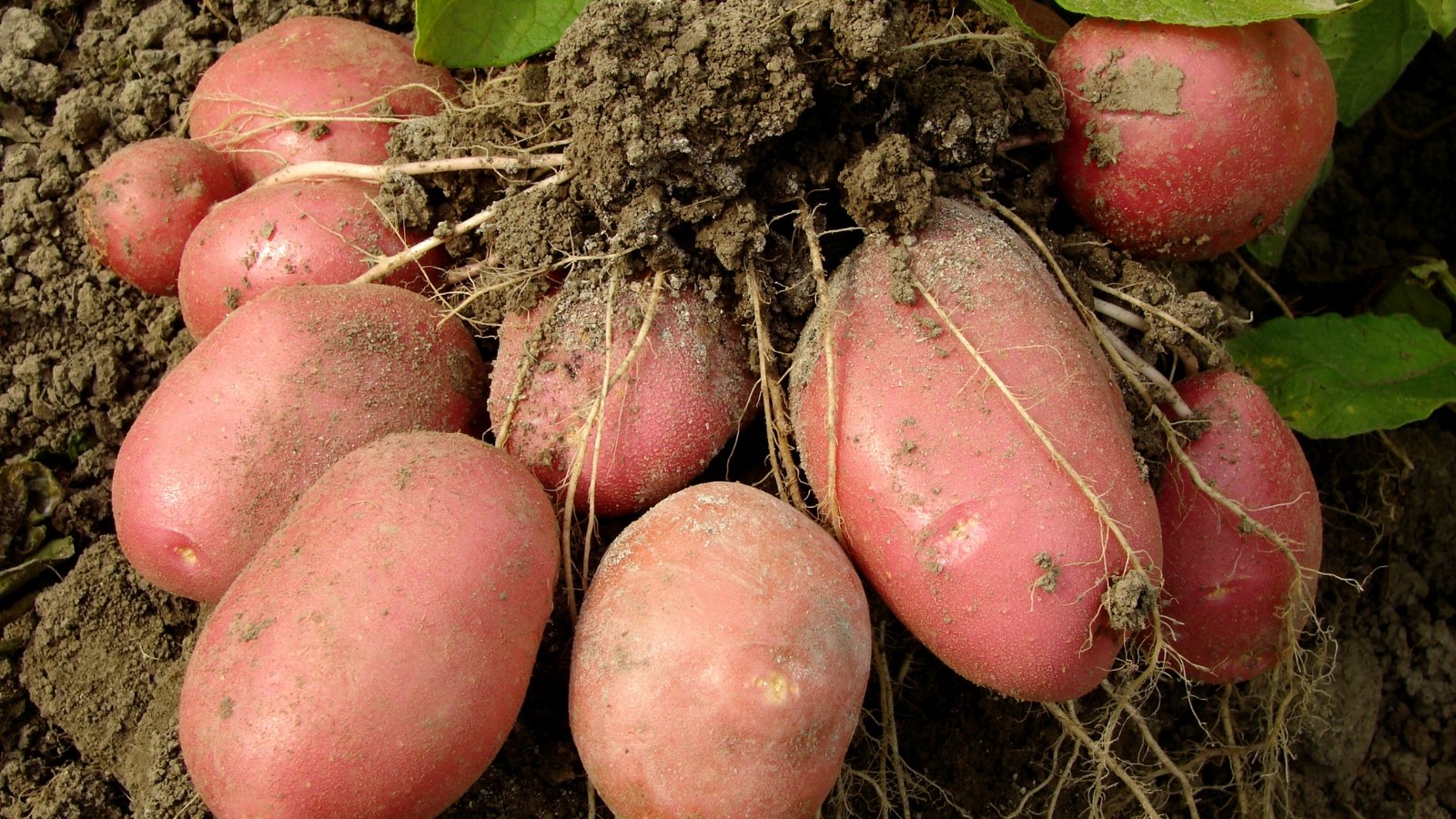 Clustered red Clancy potatoes grow tightly intertwined, nourished by the earth. Their vibrant hue contrasts sharply with the rich brown soil beneath, creating a picturesque scene of agricultural abundance and natural beauty.