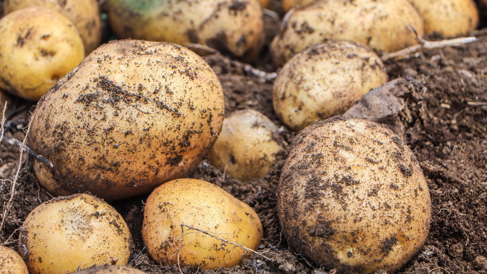 Mountain Gem potatoes, fresh from the earth, showcase soil clinging to their skin, hinting at their natural origins. In the blurred background, a multitude of these potatoes adds to the bounty of the harvest.
