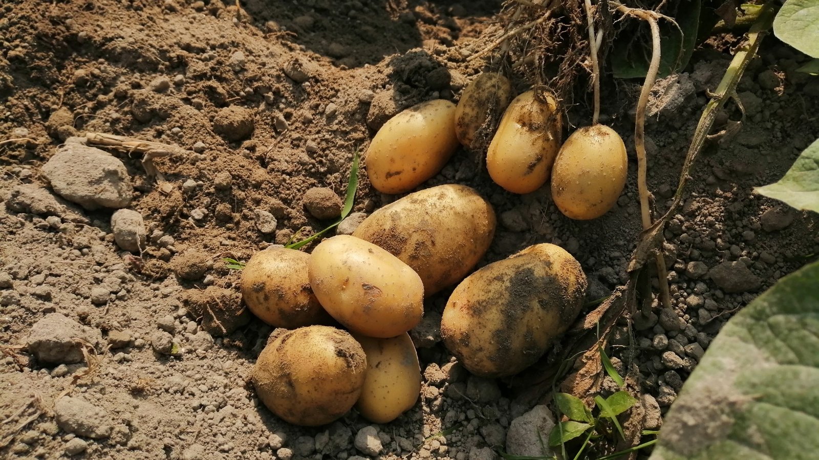 Goldrush potatoes rest atop brown soil, contrasting their vibrant hues. The sun's rays gently caress the golden skin of the potatoes, highlighting their earthy essence and promising flavors of warmth and abundance.