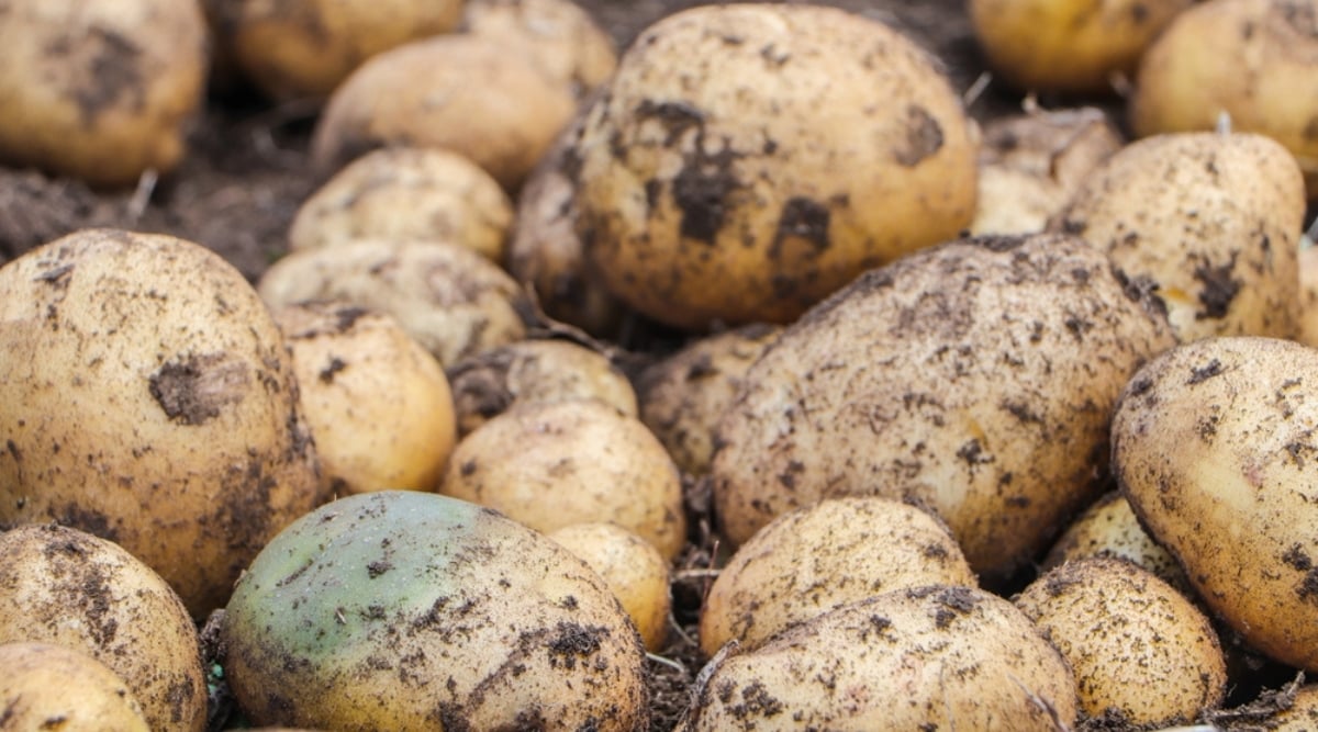 Close up of several round light brown-golden potatoes covered in dirt that have been freshly harvested. The pile rests on a dirt surface.