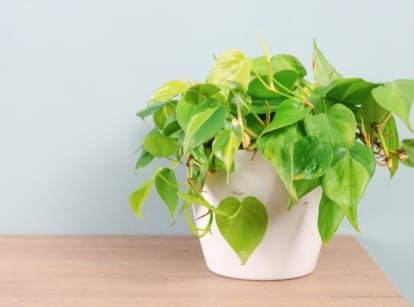 A diseased pothos plant in a white pot with trailing vines and glossy, heart-shaped green leaves variegated with yellow streaks, showing brown spots, growing from sturdy stems on a wooden shelf.