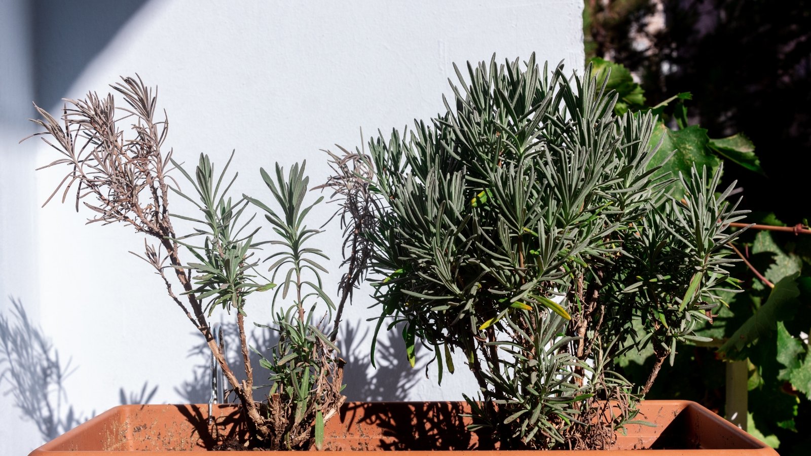 A small terracotta container with multiple Lavandula plants that have thin, woody stems and deep green needle-like leaves.