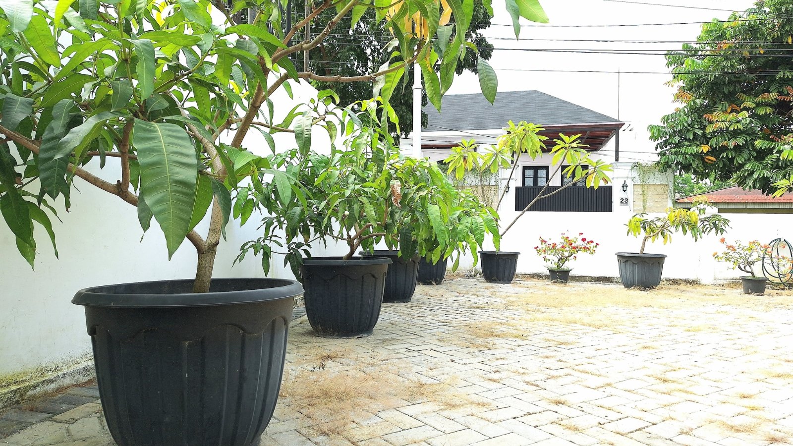 Several black plastic containers hold Mangifera indica plants with broad green leaves and sturdy stems.