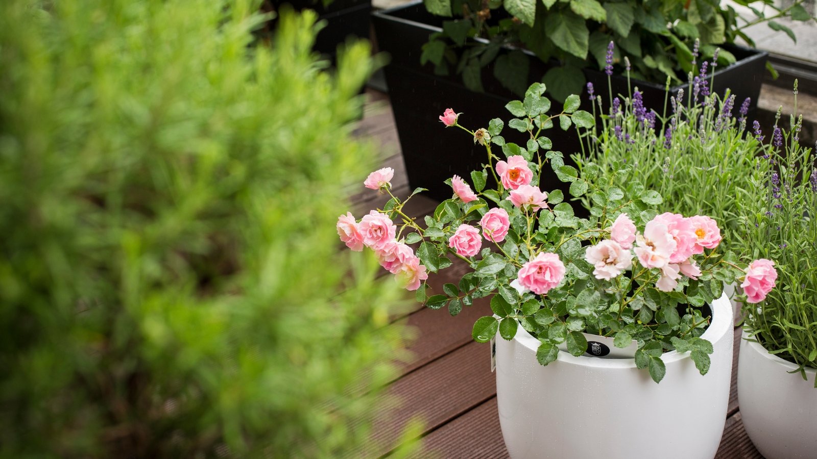A white container holds a lush green plant with clusters of soft pink blossoms.