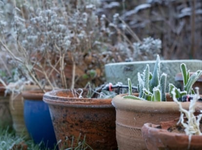 Several terracotta pots filled with dormant plants; leaves and stems coated in white ice crystals.