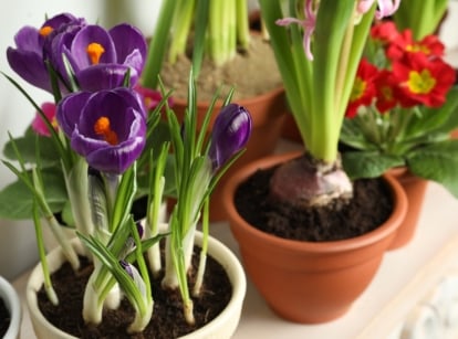 A small indoor arrangement of purple crocuses, red primulas, and yellow narcissus in dark soil.