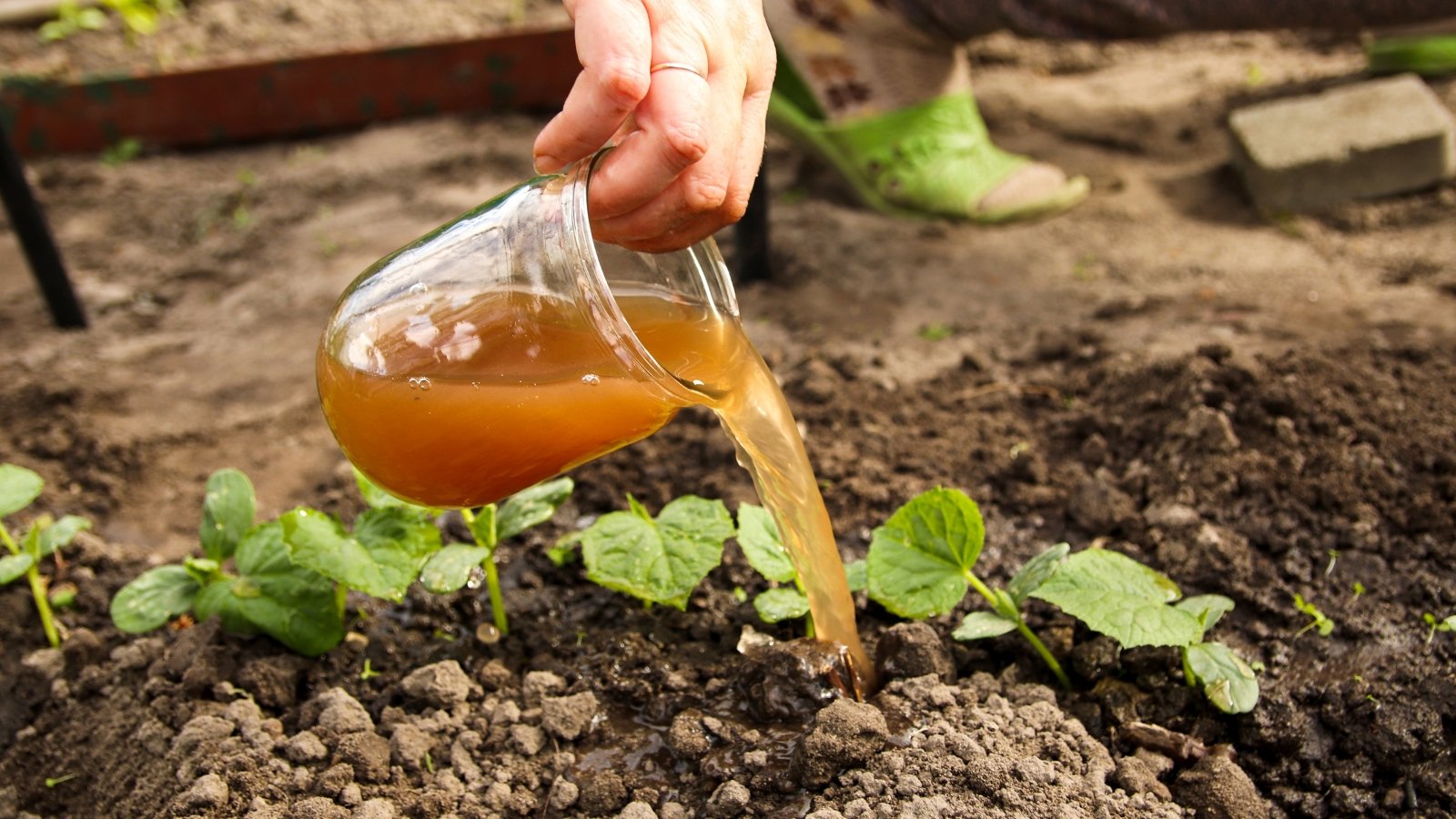 A hand pouring golden liquid fertilizer onto dark soil around small Cucumis sativus seedlings with spreading leaves.