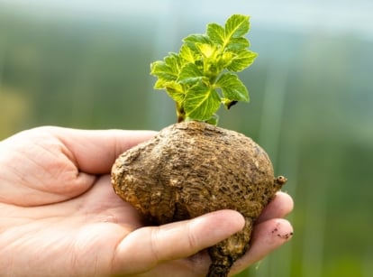 A pre-sprouted dahlia tuber with thick, green shoots rising from its brown, knobby surface in a woman’s hand.