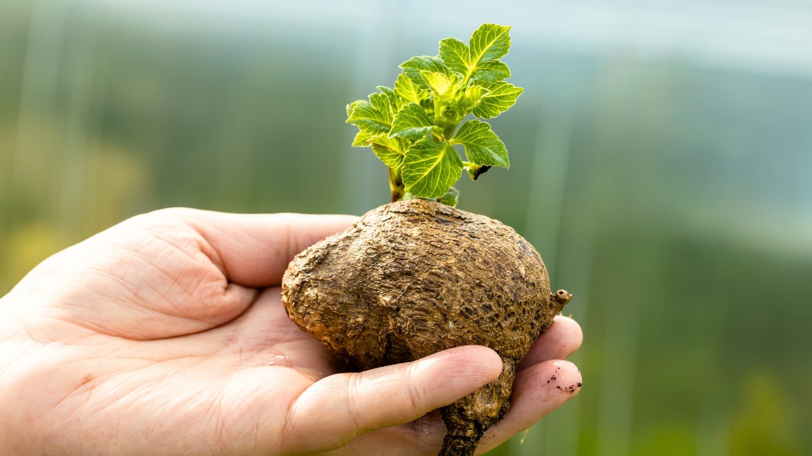 A pre-sprouted dahlia tuber with thick, green shoots rising from its brown, knobby surface in a woman’s hand.