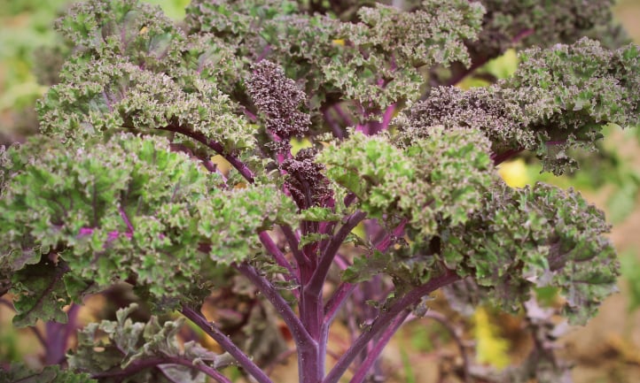 Happily-growing Prizm kale