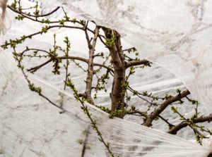 Close-up of a branched fruit tree with young green buds covered with agrofilm protecting the tree from late spring frosts.