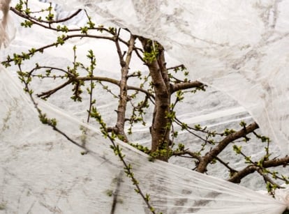 Close-up of a branched fruit tree with young green buds covered with agrofilm protecting the tree from late spring frosts.