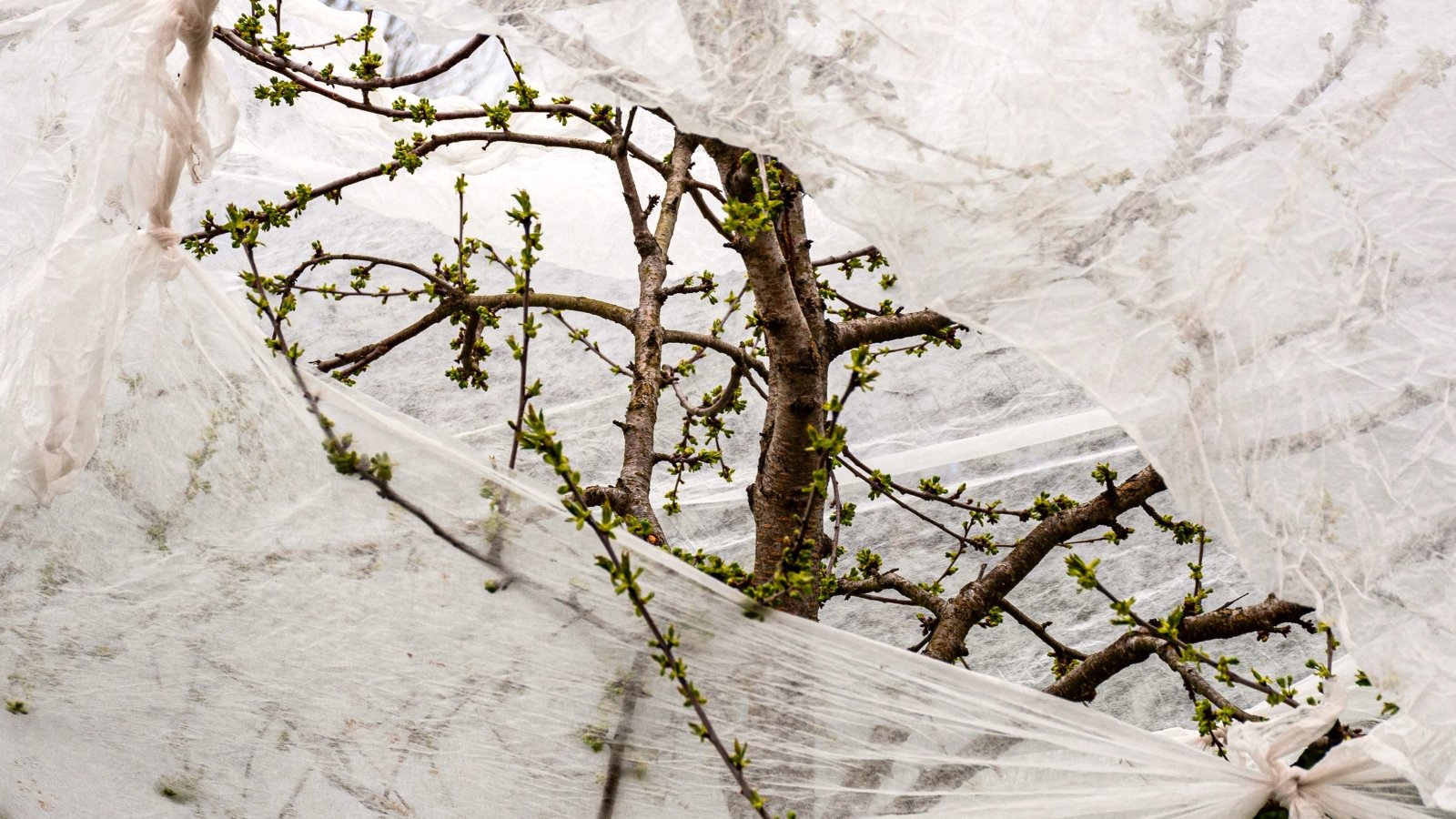 Close-up of a branched fruit tree with young green buds covered with agrofilm protecting the tree from late spring frosts.