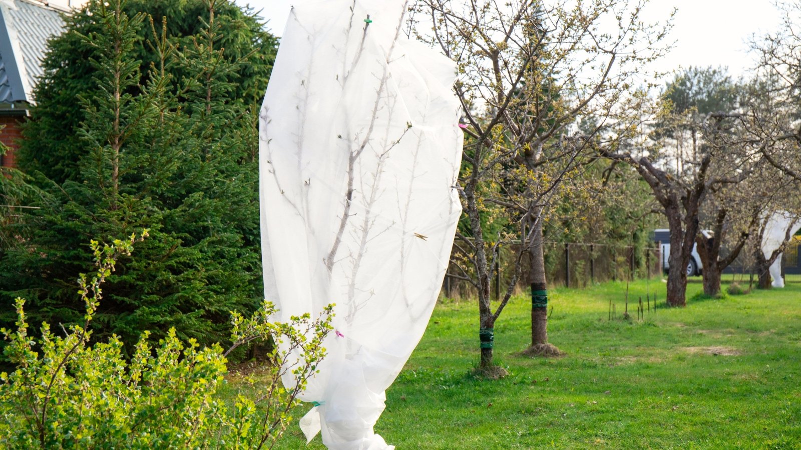 A young tree completely covered with white fabric to protect it from sudden frosts in a spring garden.
