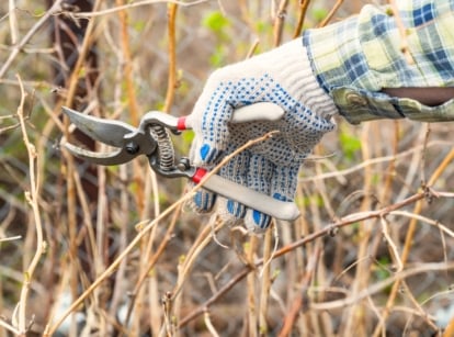 A gardener's hand in a white glove uses white pruning shears to prune dry branches of a berry bush in a February garden.
