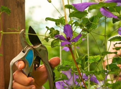 A gardener uses pruning shears to prune clematis vines with dark green, lance-shaped leaves and large, showy purple flowers with ruffled petals.