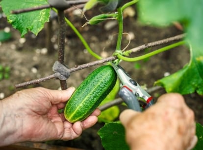 Close-up of a man's hands pruning a ripe cucumber plant with an elongated green fruit and large, wide leaves with a coarse texture and jagged edges, using gray pruning shears.