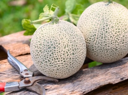 Two ripe melons with a netted rind on a wooden surface next to red pruning shears.