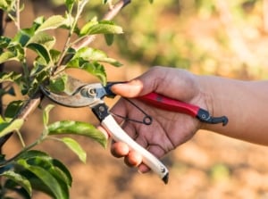 A male gardener prunes an apple tree using red pruning shears in a sunny spring garden.