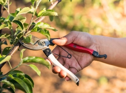 A male gardener prunes an apple tree using red pruning shears in a sunny spring garden.