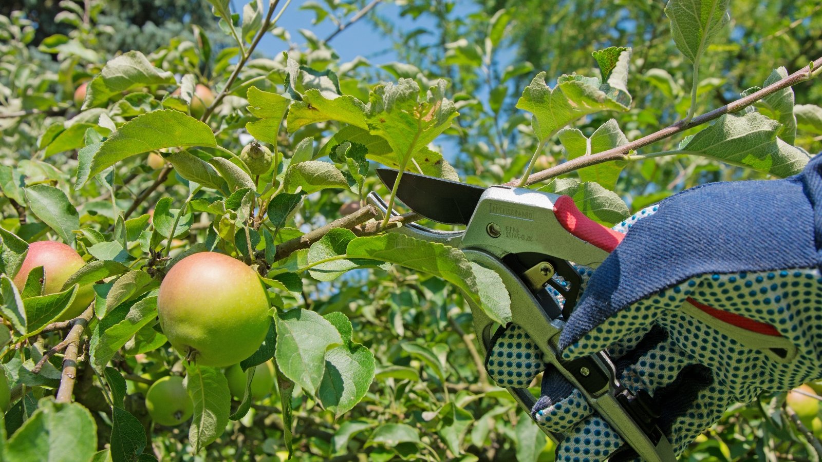 A hand using green-handled pruners to trim a leafy branch near ripening Malus domestica fruits.