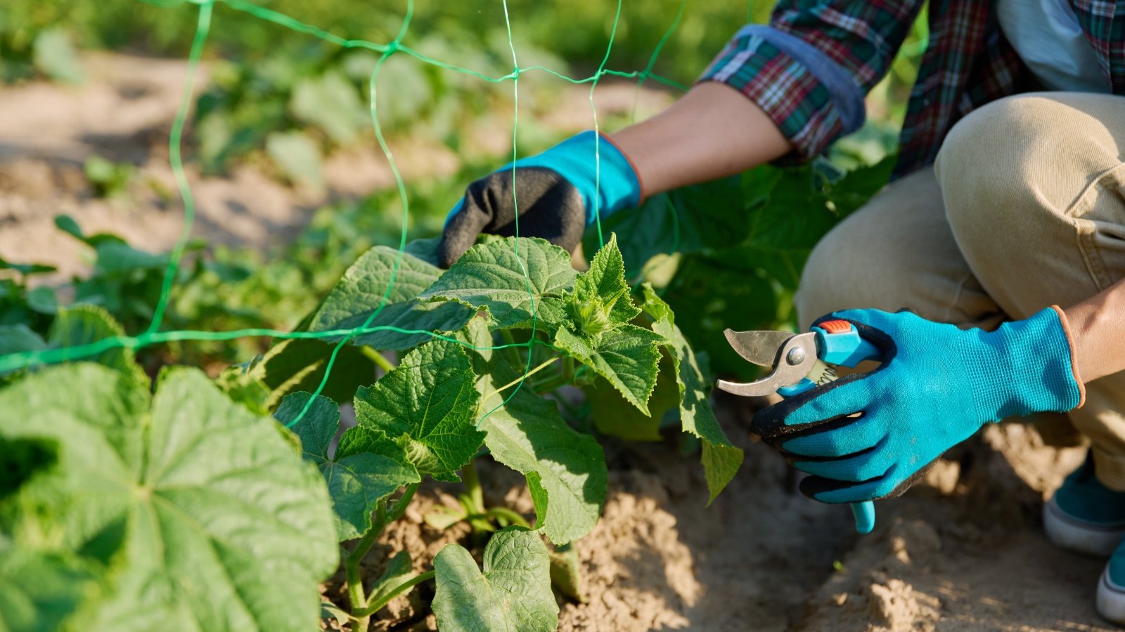 Gloved hands using garden shears to trim Cucumis sativus vines, removing excess shoots near the base.