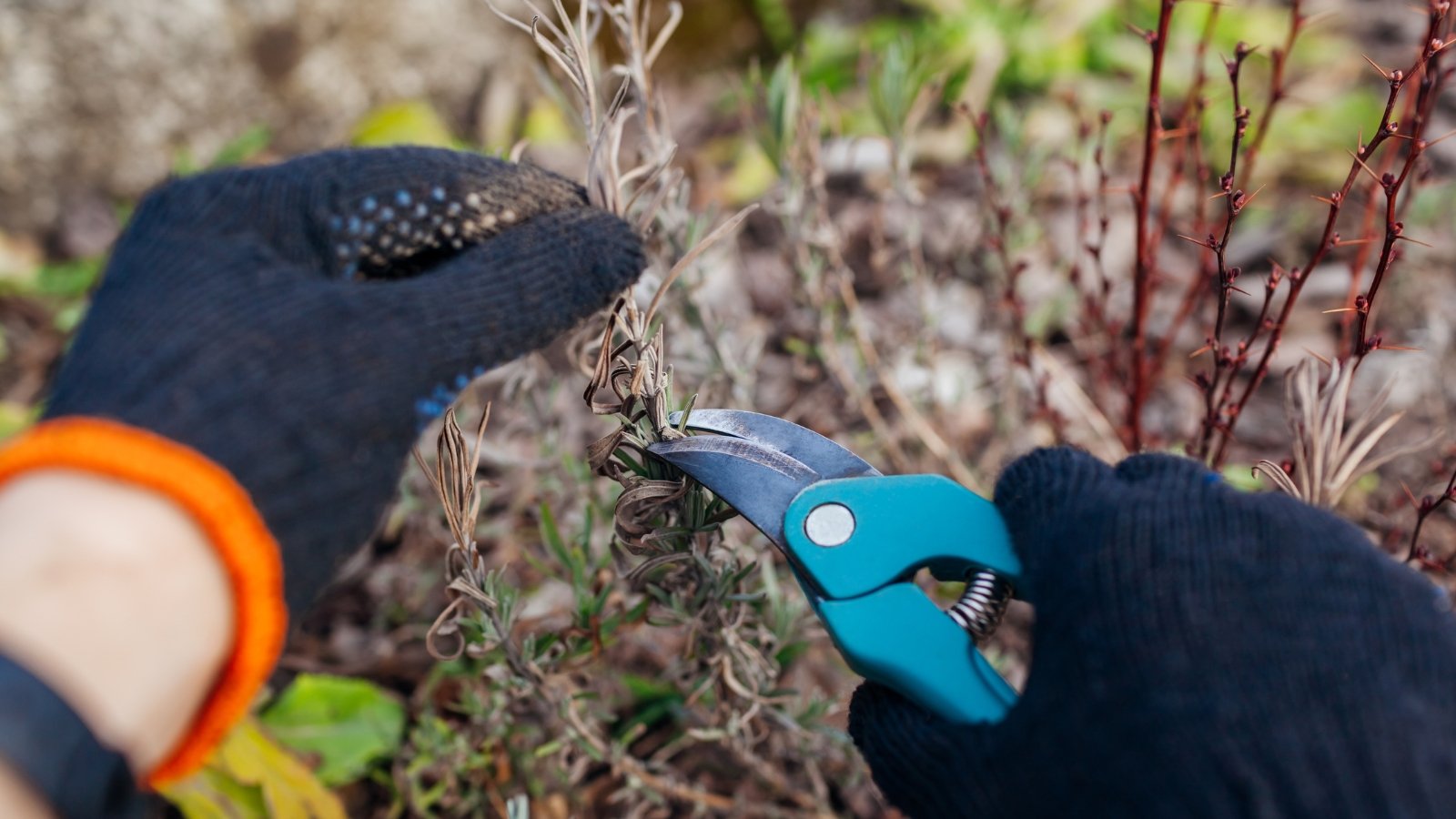 A gardener wearing black gloves trims woody Lavandula branches with blue pruning shears.