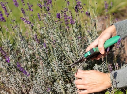 Pruning Lavender with Garden Shears