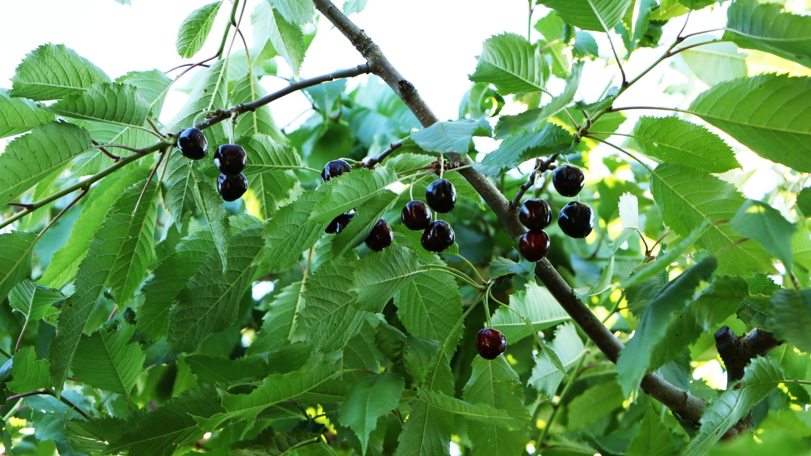 Large, dark green leaves support clusters of deep red, almost black, sweet cherries.
