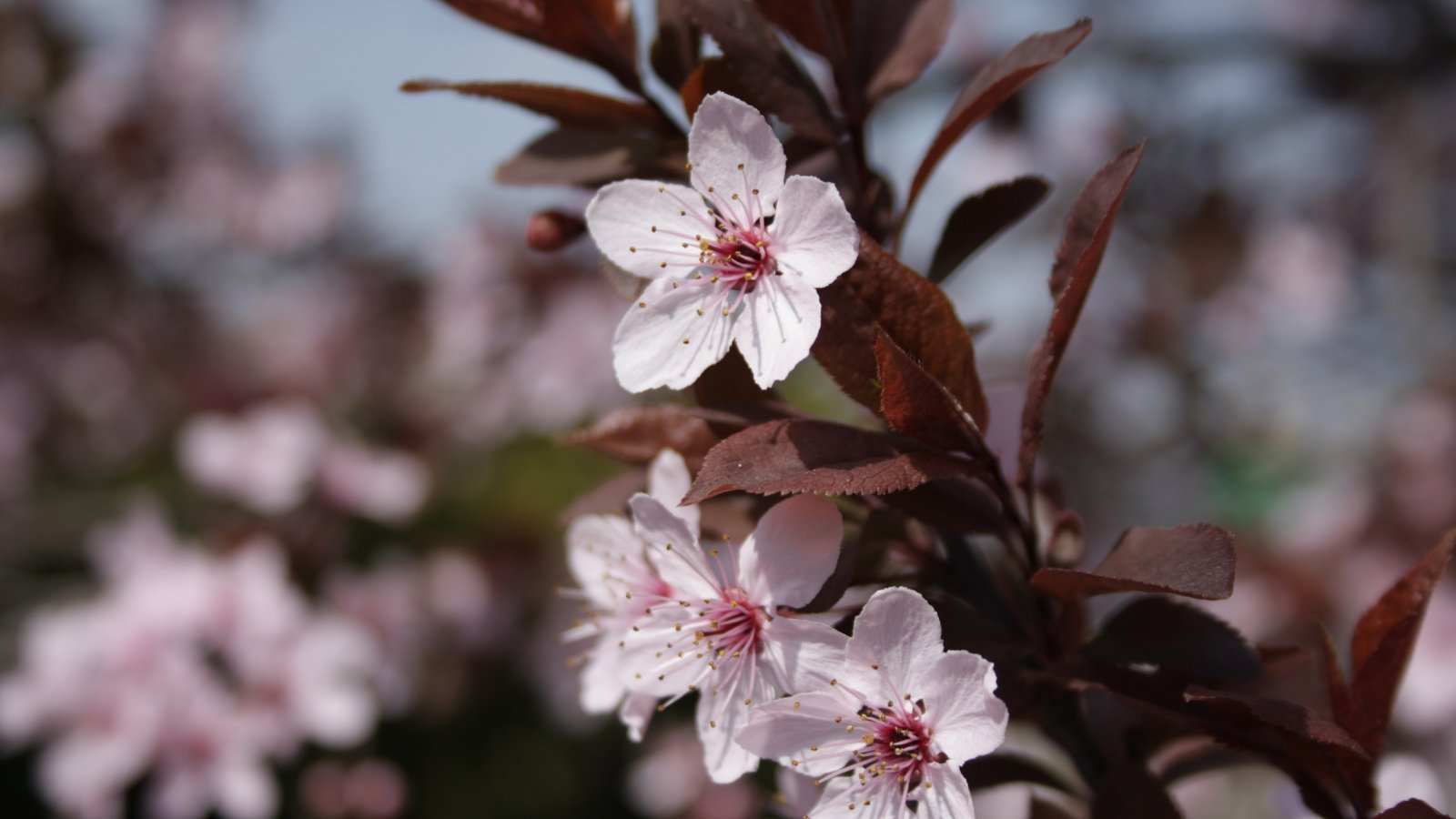 Compact tree with glossy, deep purple leaves and light pink spring blossoms.
