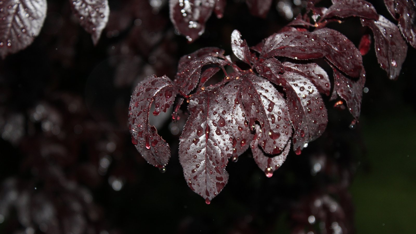 Close-up of a branch producing oval, purple leaves with jagged edges covered with raindrops in a dark garden.