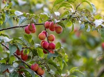 Close-up of Prunus domestica showing red oval fruits hanging from thin stems with narrow green leaves.