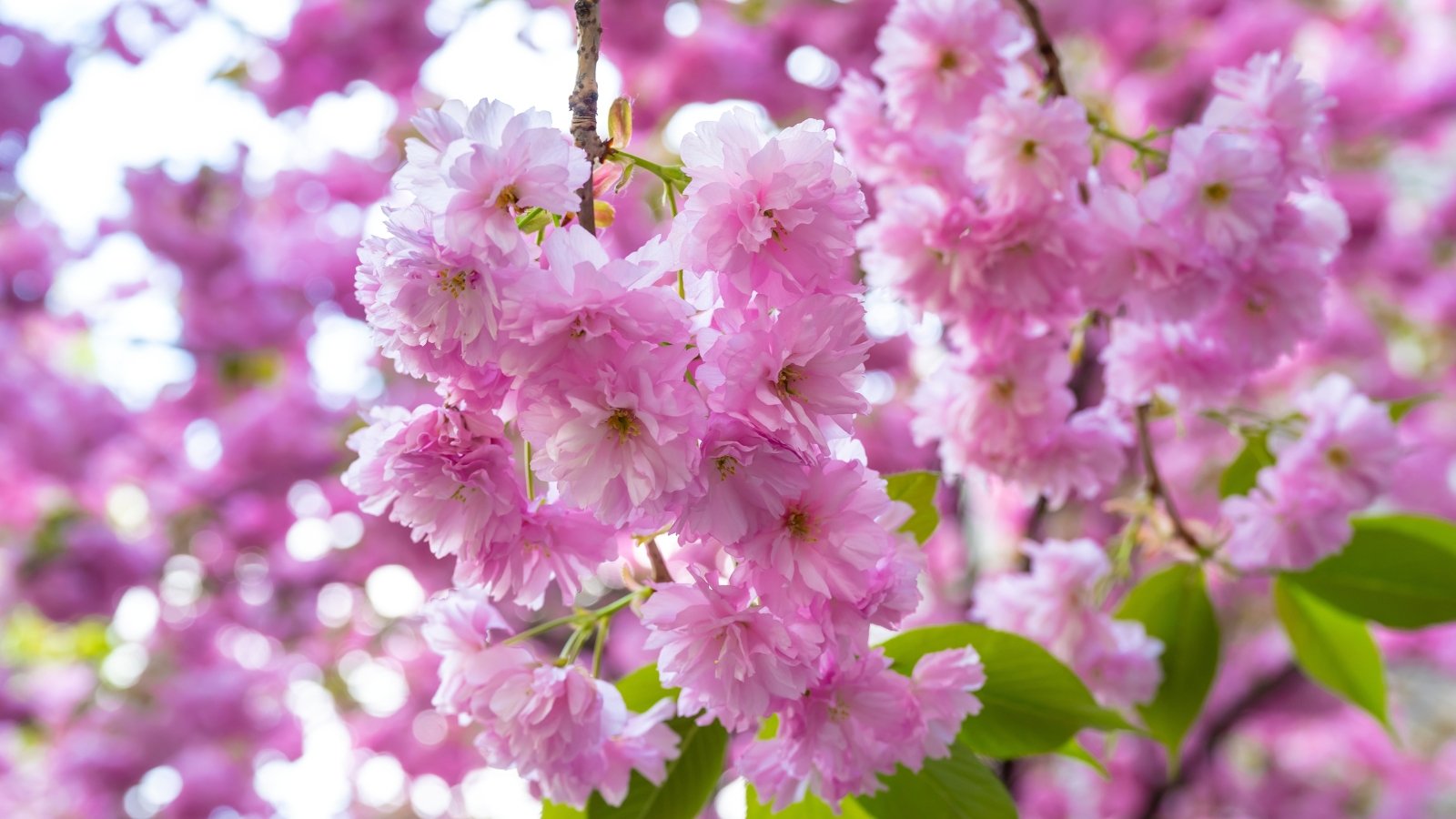 Pink flowers with lush double petals emerge in clusters, surrounded by dark green, serrated leaves on a tree.