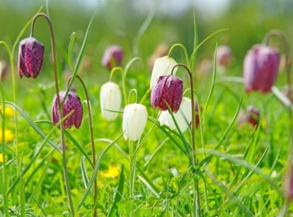 Delicate purple and white bell-shaped flowers with a checkered pattern sway gently amidst bright green grasses.