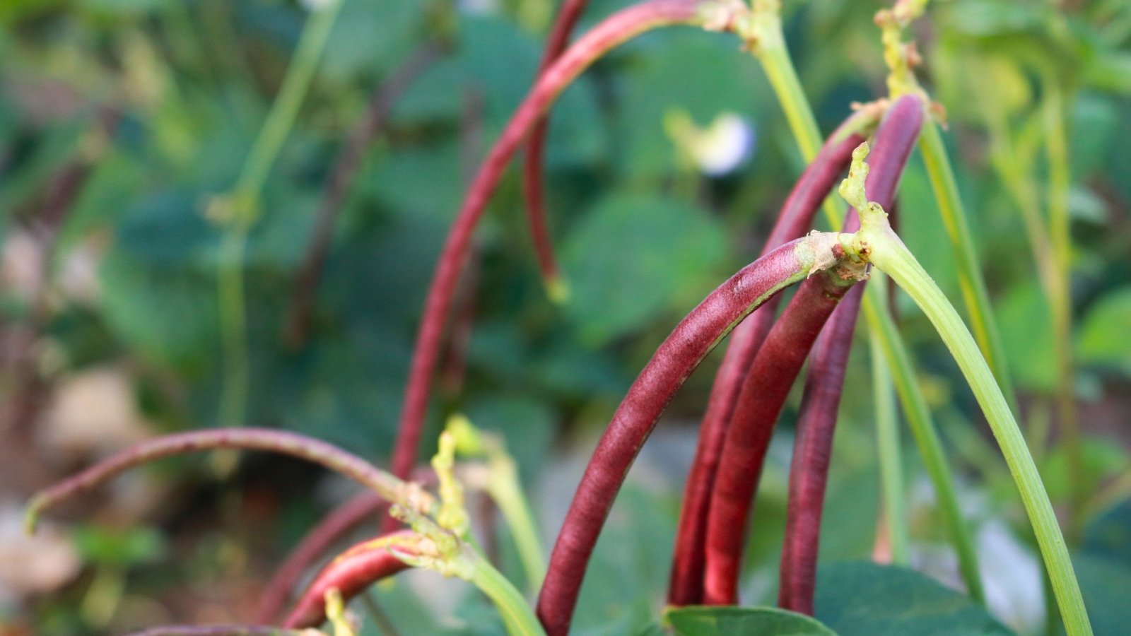 Close-up of a cluster of narrow, long, bright red pods hanging from vines against a blurred garden background.