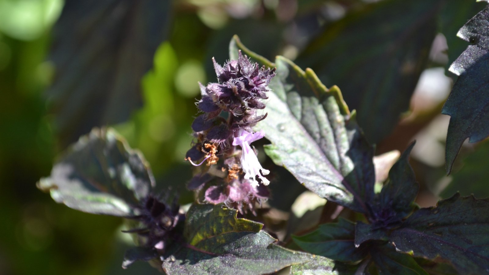 Compact plants display vibrant purple leaves with a glossy sheen, contrasting with green stems and topped by spikes of tiny, tubular purple flowers.
