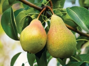 Two plump, bell-shaped fruits of Pyrus communis hanging from a sturdy branch, their skin a blend of yellow and soft green, speckled lightly with brown dots, surrounded by large, smooth, dark green leaves.