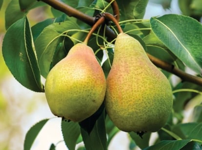 Two plump, bell-shaped fruits of Pyrus communis hanging from a sturdy branch, their skin a blend of yellow and soft green, speckled lightly with brown dots, surrounded by large, smooth, dark green leaves.