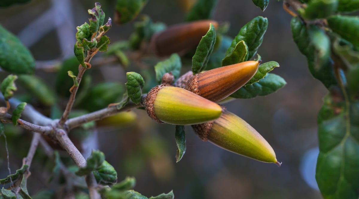 Close-up of a Coastal Live Oak with acorns against a blurred background. The Coastal Live Oak (Quercus agrifolia) is a majestic evergreen tree that features a broad, spreading canopy with dense, dark green, and leathery leaves. The leaves are oval, holly-like, and have a glossy surface. The acorns are ovoid in shape and typically have a cap that covers about one-third of the acorn.