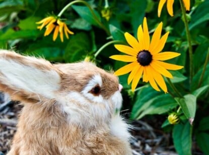 do rabbits eat black eyed susans