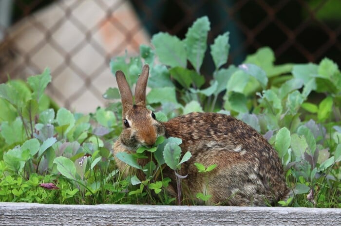 Rabbit snacking on leaves in a vegetable garden