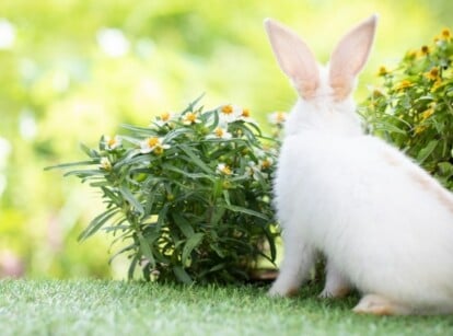 Rabbits in Garden