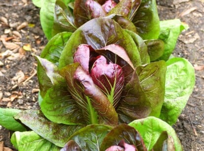 radicchio companions