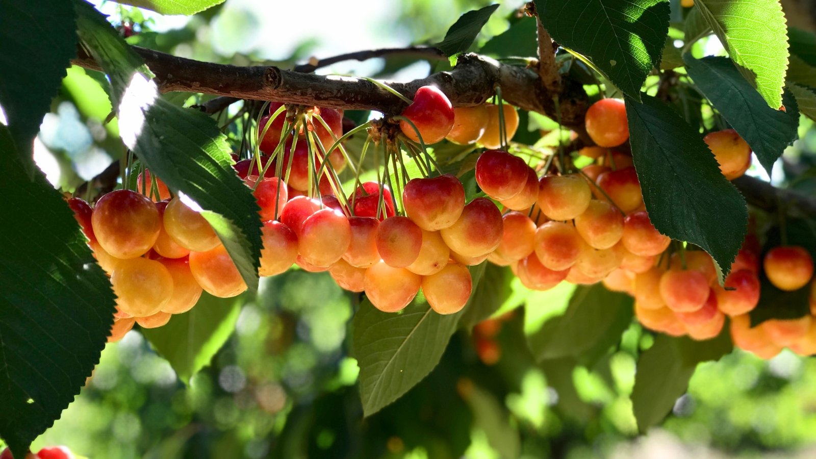 Plump, bi-colored cherries with glossy red and yellow skins hang in clusters from a leafy tree branch.
