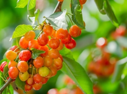A fruit-laden rainier cherry tree branch holds clusters of golden-yellow cherries blushed with red among green leaves.