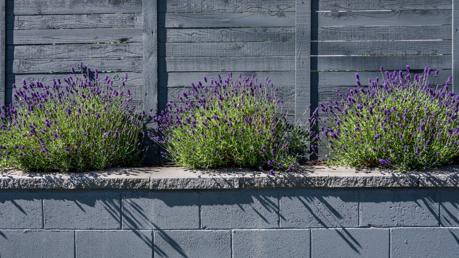 Lavender plants, vibrant in sunlight, thrive in a raised bed nestled against a wooden wall.