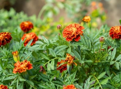 Marigold plants in a raised bed have feathery, dark green leaves and produce bright, rounded flower heads in vibrant hues of orange, yellow, and red, with a ruffled texture.