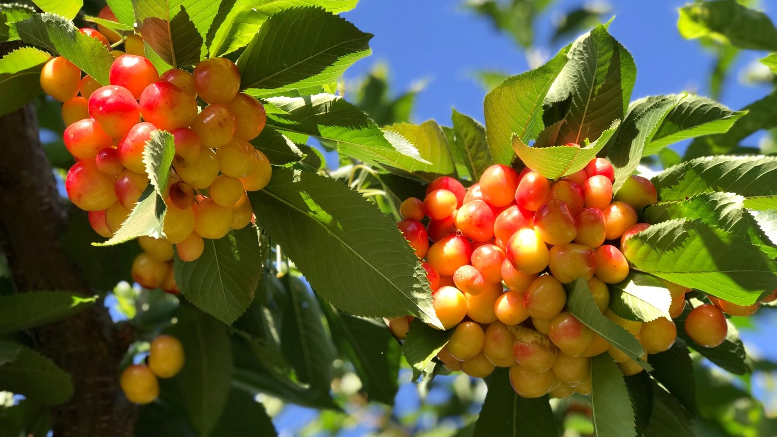 Golden-yellow cherries with a rosy blush dangle in loose bunches among bright green foliage, their smooth skins glowing in the sunlight.

